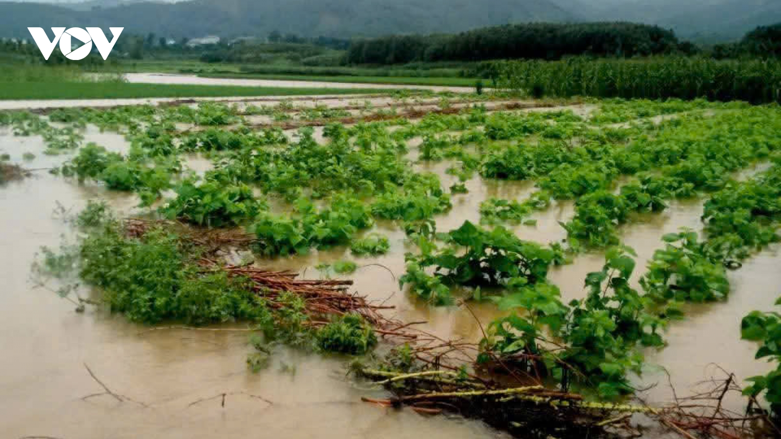 Cảnh báo lũ trên sông Ngòi Thia và sông Thao tại địa bàn Lào Cai