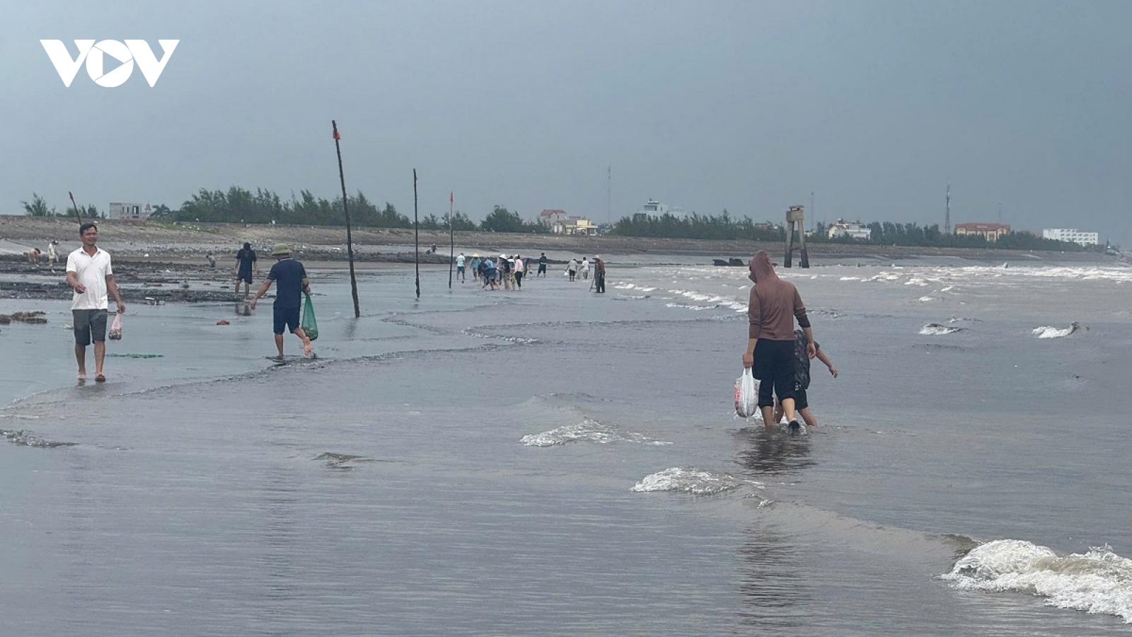 Người dân Hải Thịnh ra biển nhặt "lộc biển" sau bão