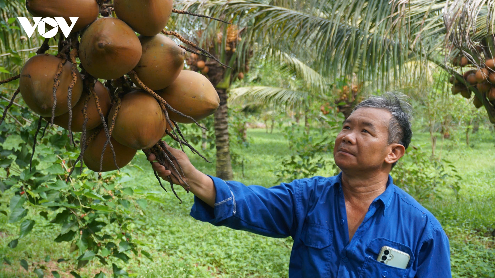 Vùng nguyên liệu dừa hữu cơ Tây Ninh: Giá trị kép cho nông nghiệp và du lịch