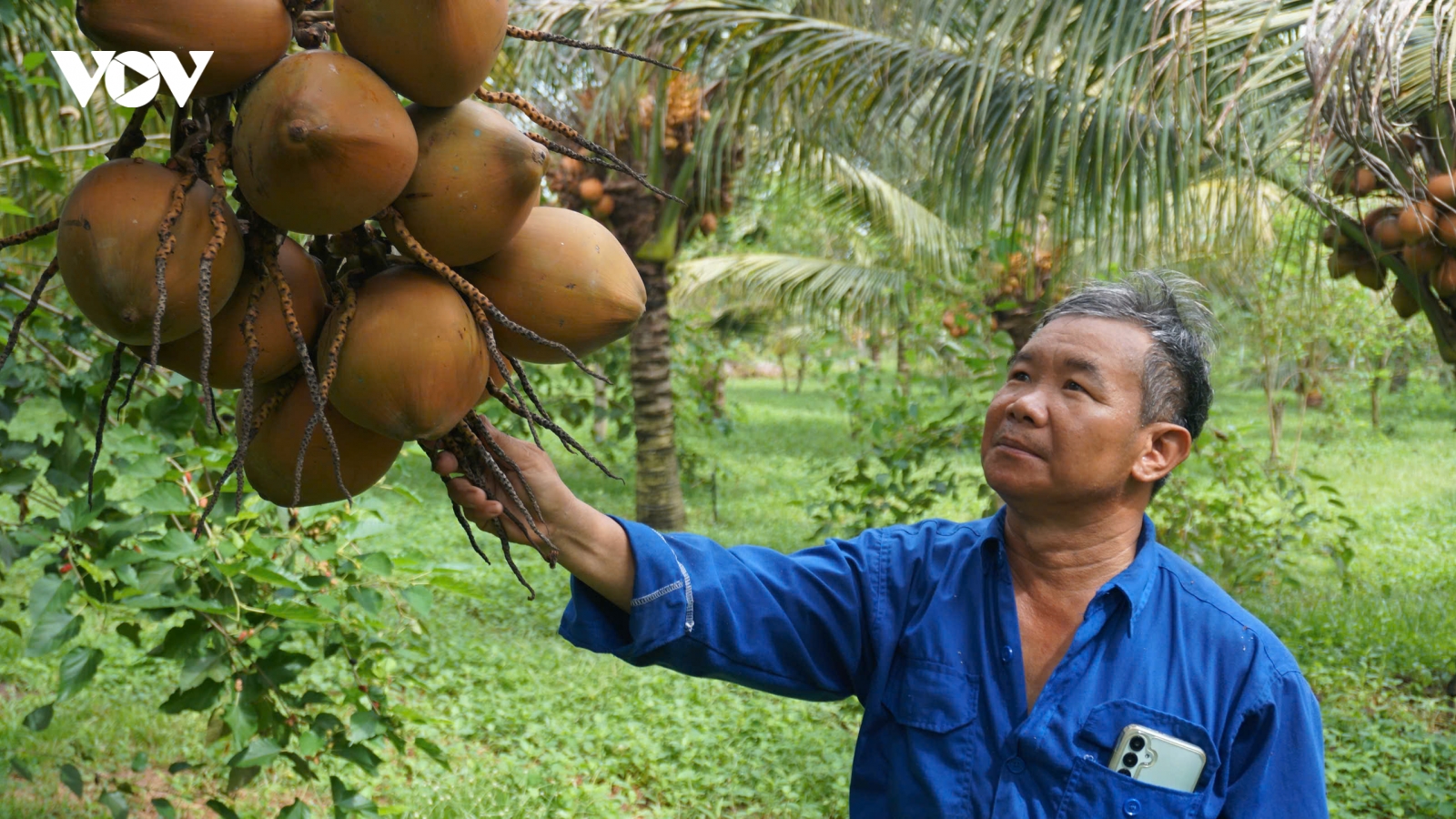 Vùng nguyên liệu dừa hữu cơ Tây Ninh: Giá trị kép cho nông nghiệp và du lịch