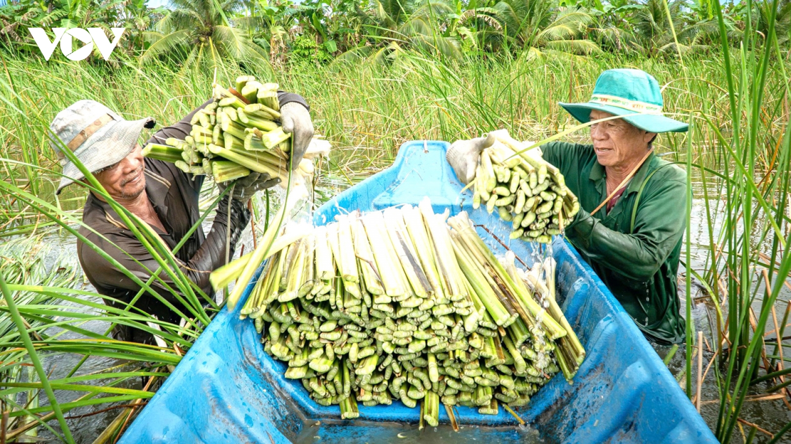 Nông dân U Minh hạ "ăn nên làm ra" nhờ cây bồn bồn