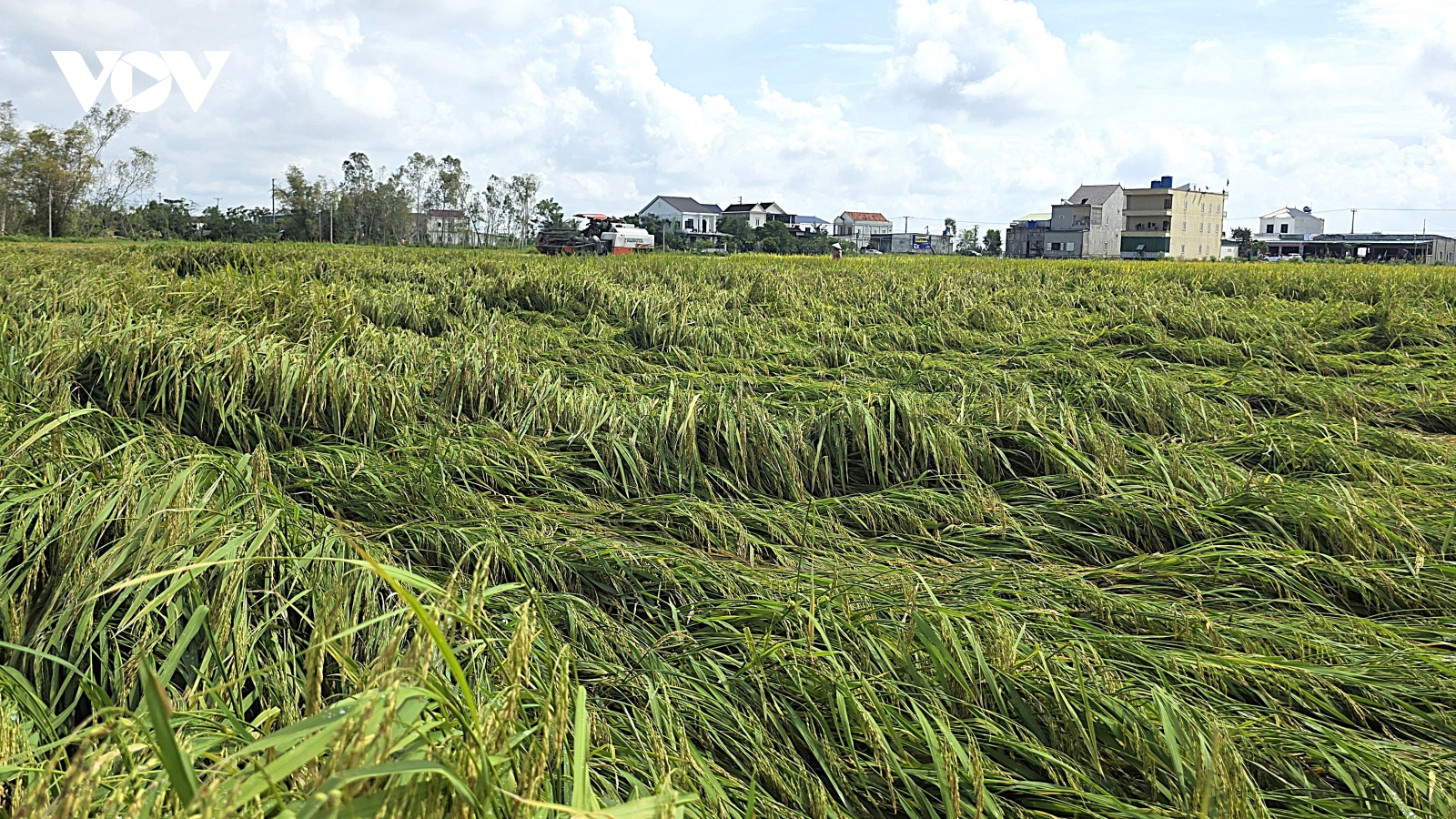 Nước mắt người nông dân rơi theo hạt lúa