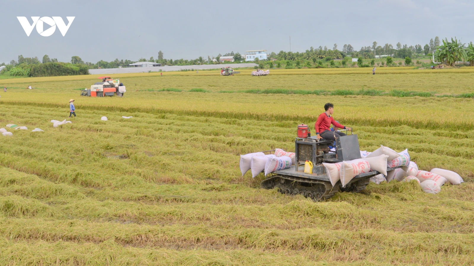 Gạo Việt khơi nguồn cảm hứng cho sản xuất nông nghiệp trong kỷ nguyên mới