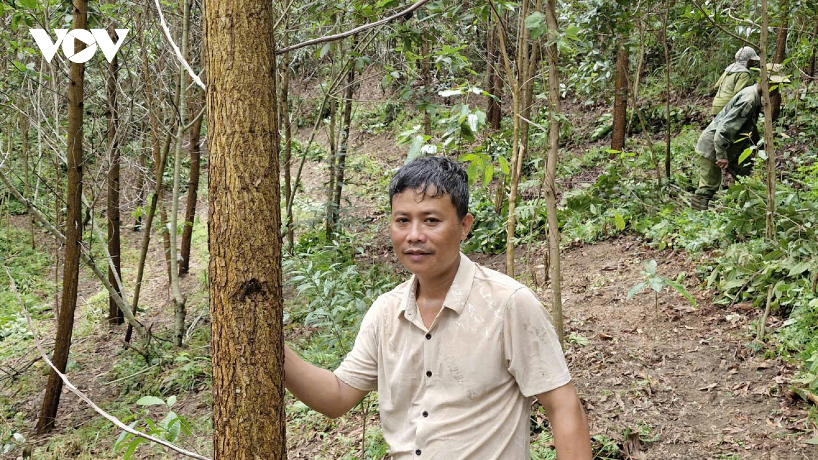 Người dân vùng cao Đà Nẵng trồng rừng gỗ lớn