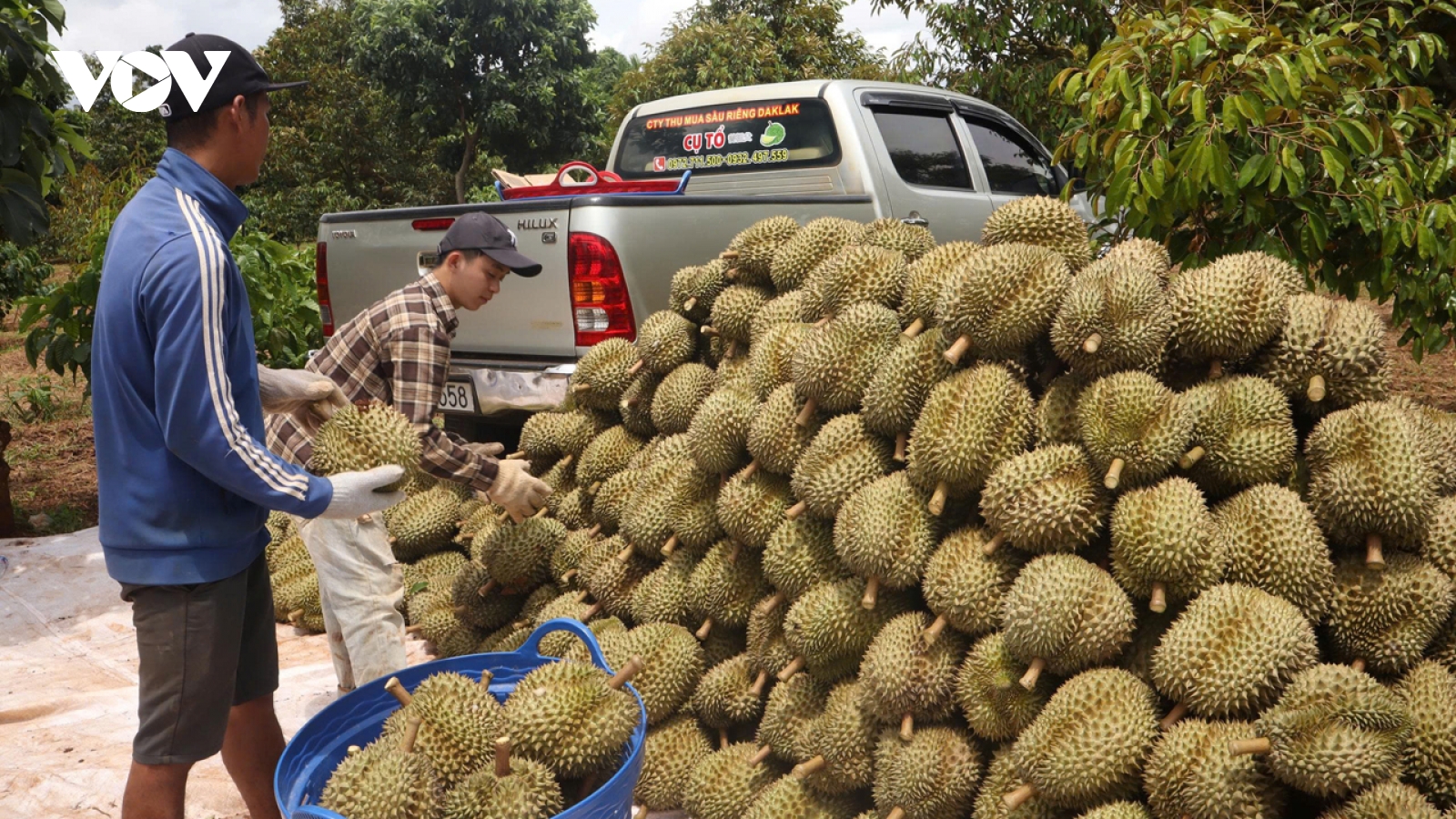 Chính vụ sầu riêng Đắk Lắk giảm cảnh tranh mua, thị trường dần ổn định