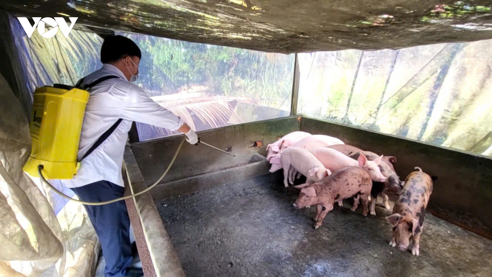 Cần Thơ triển khai nhiều giải pháp phòng, chống bệnh dịch tả heo châu Phi