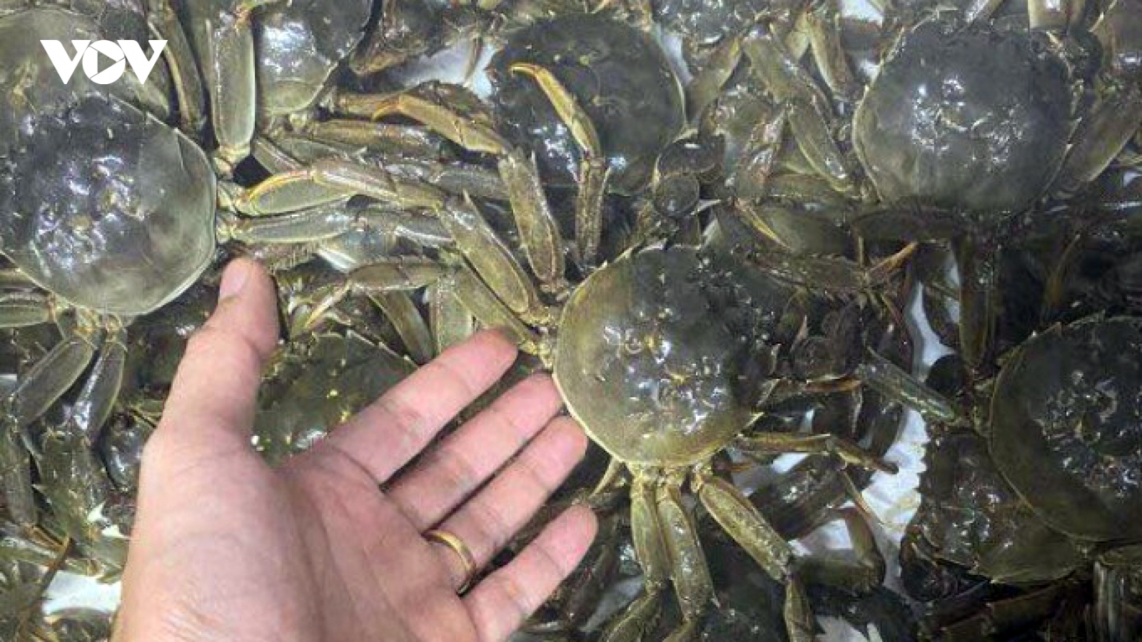 Đặc sản “8 cẳng 2 càng” chỉ có ở Bắc Ninh giá bán 600.000 đồng/kg