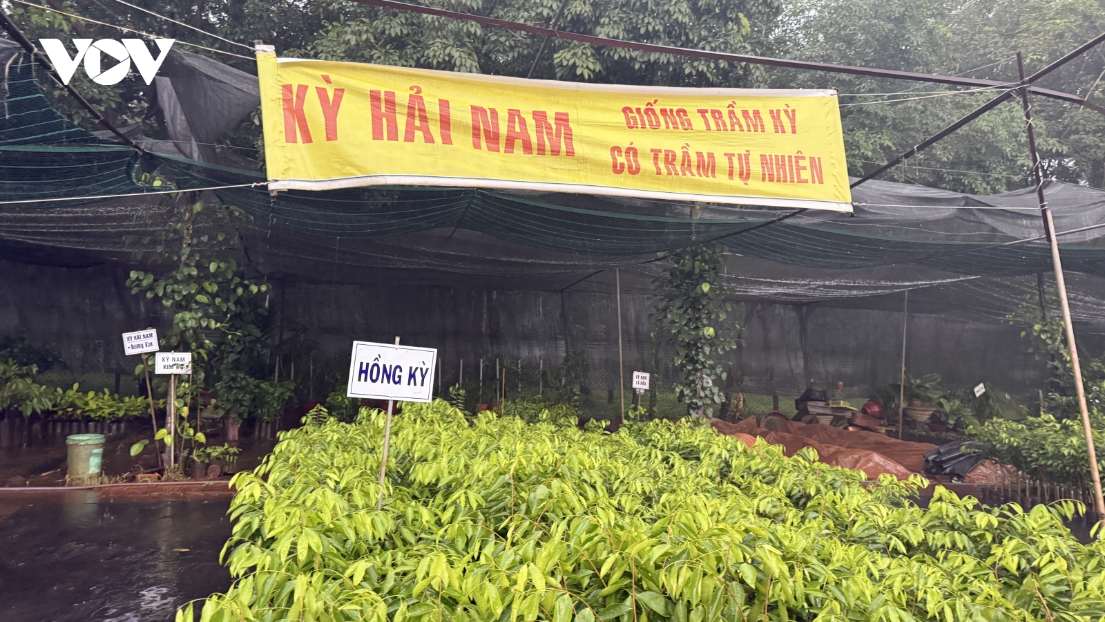 Cục Lâm nghiệp và Kiểm lâm ra cảnh báo về cây ngoại lai “Kỳ Hải Nam”