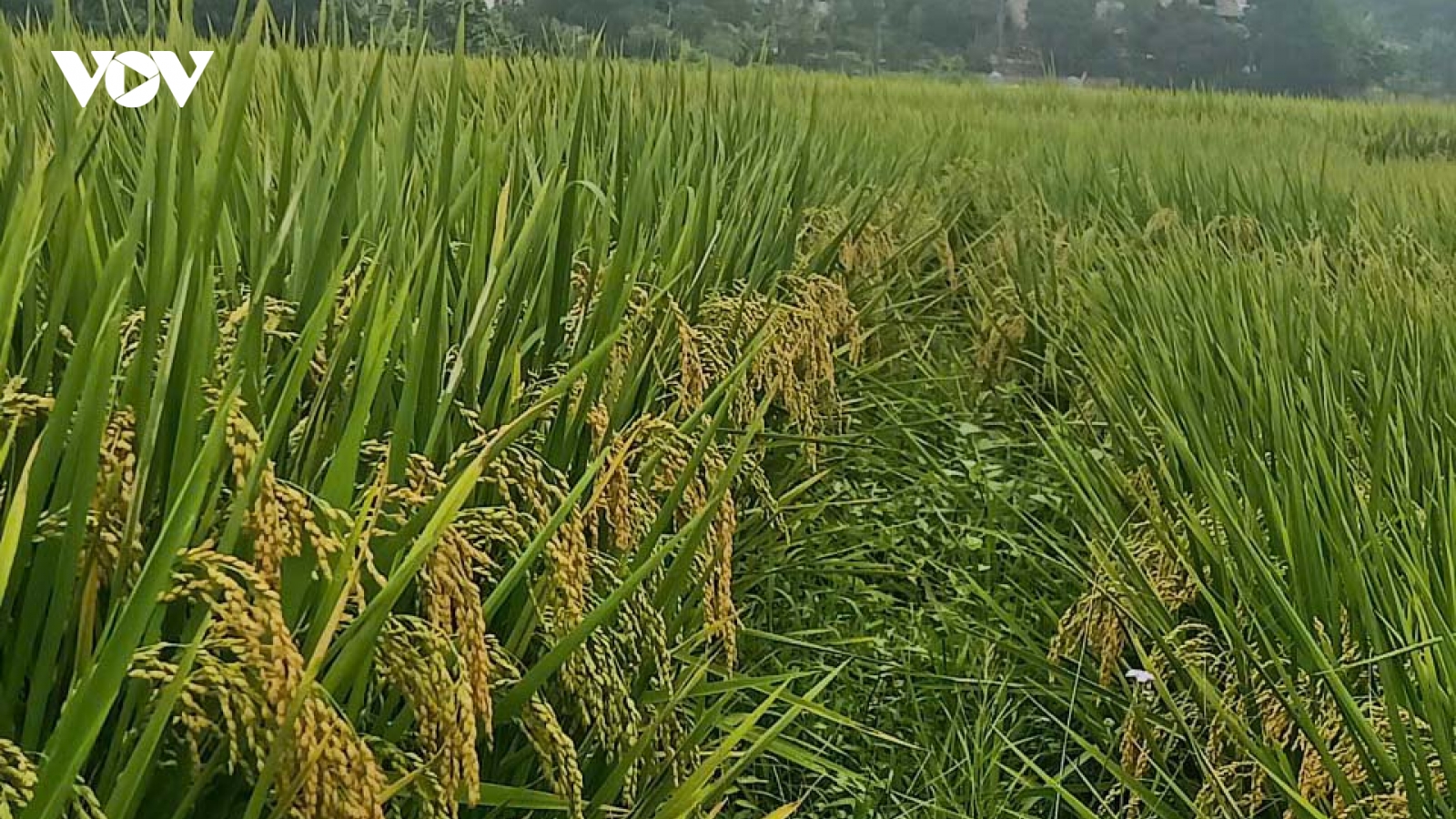 Thái Nguyên mở hướng đi mới từ tín chỉ các-bon