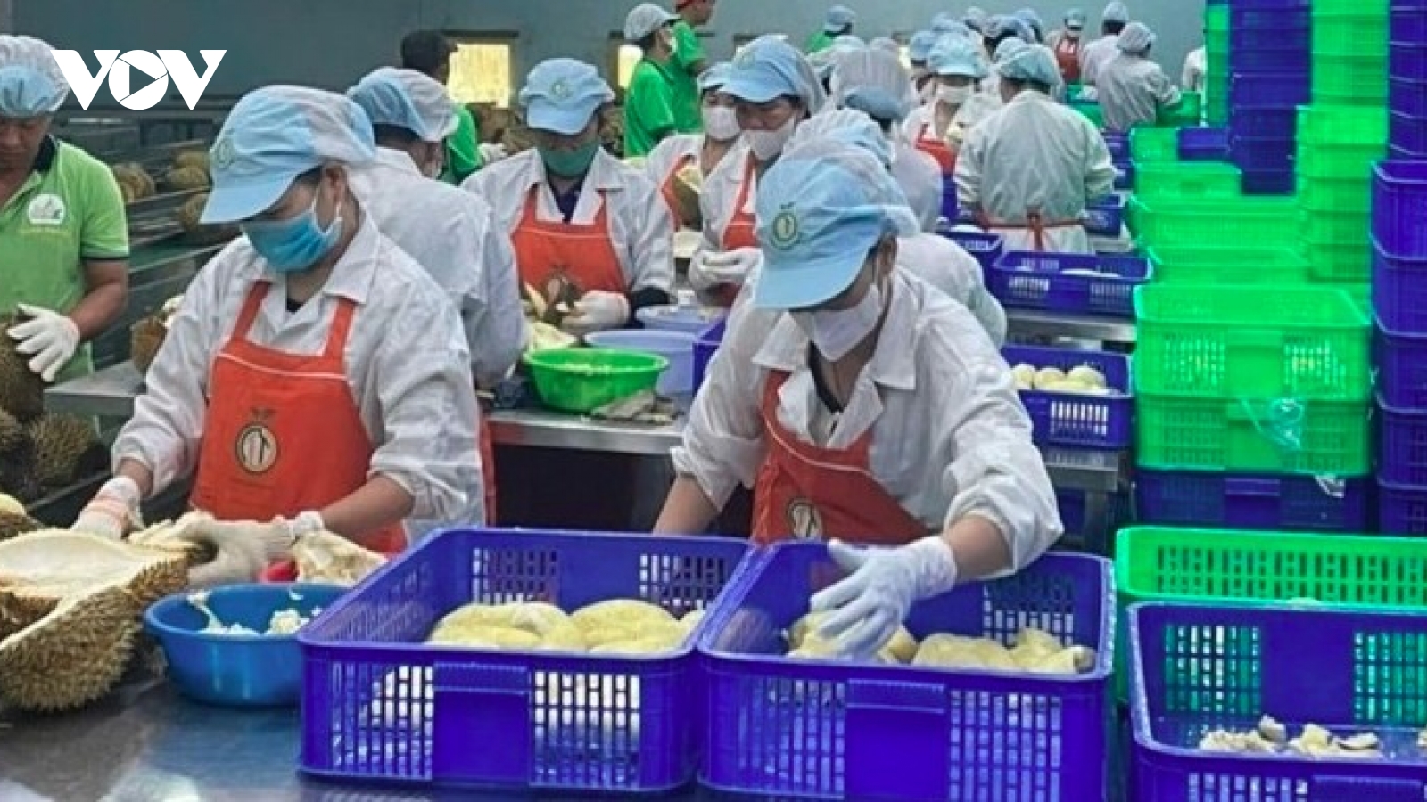 Durian drives export recovery as prices climb