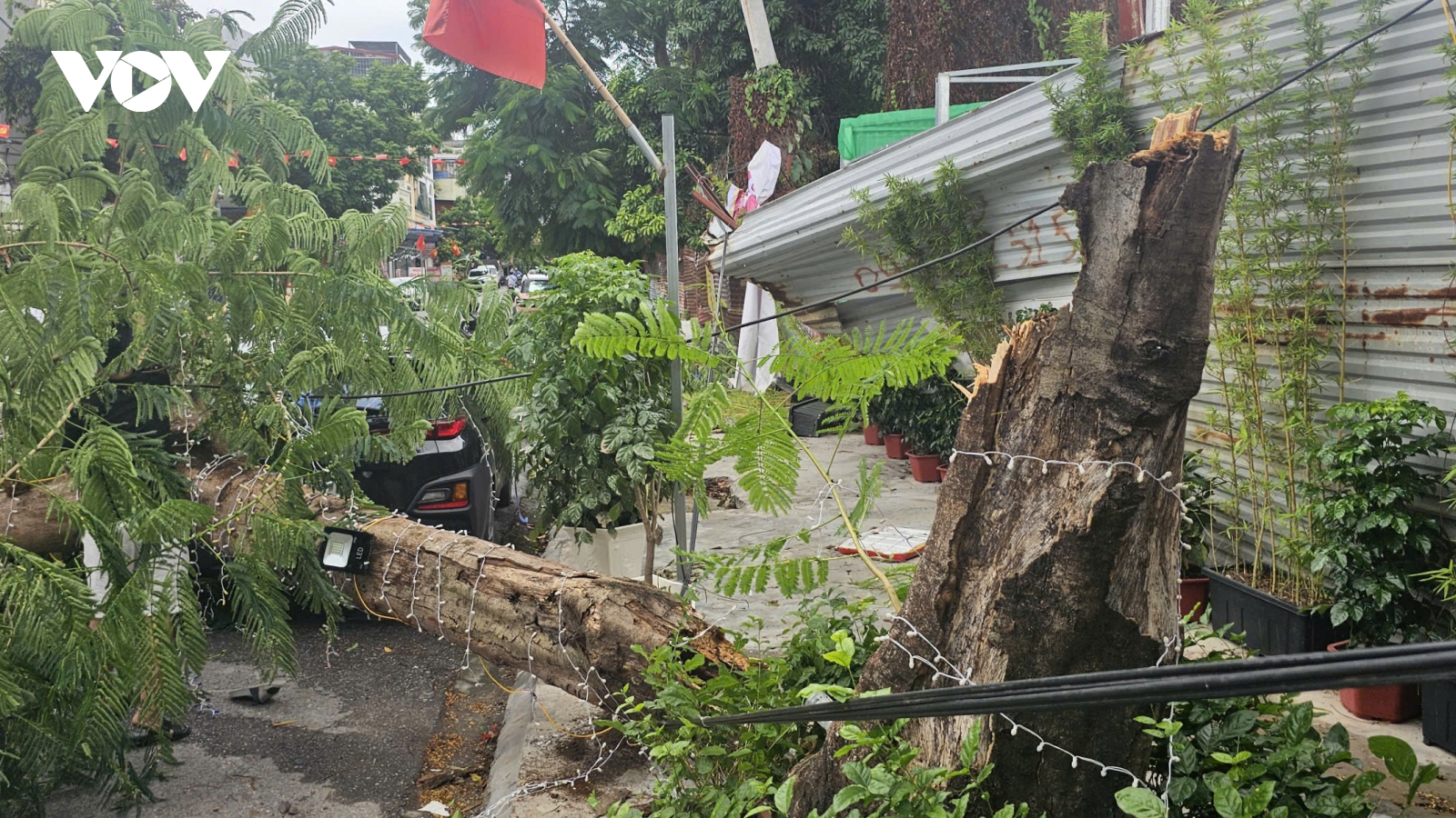 Hải Phòng: Cây gãy đổ trong cơn giông, một người bị thương