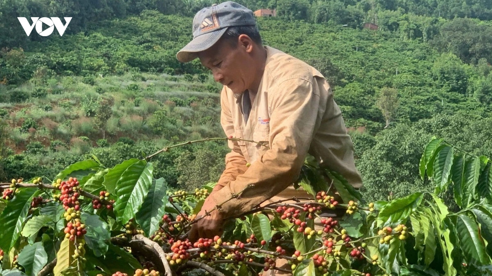 Giá cà phê hôm nay 22/7: Giá cà phê Robusta và cà phê Arabica tiếp tục tăng