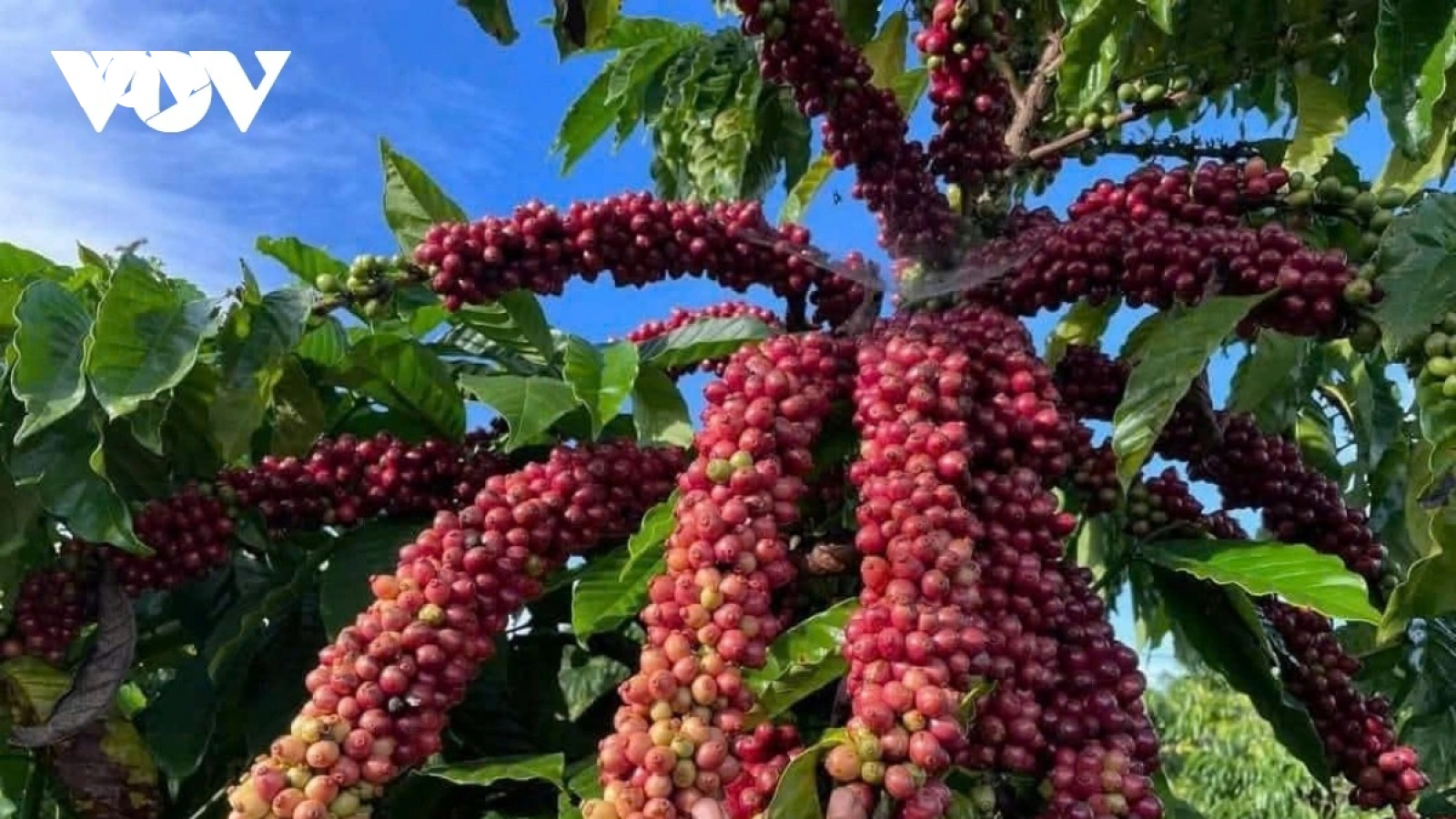 Giá cà phê hôm nay 7/6: Giá cà phê cao nhất ở mức 85.400 đồng/kg