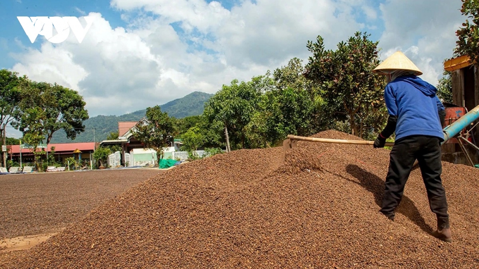 Giá cà phê hôm nay 8/5: Cà phê trong nước cao nhất 87.300 đồng/kg
