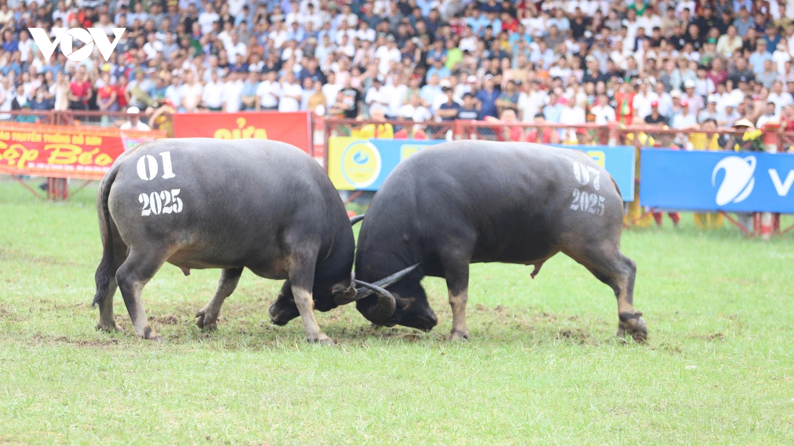 Đặc sắc Lễ hội chọi trâu truyền thống Đồ Sơn 2025