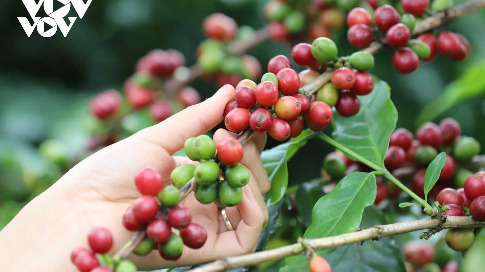 Giá cà phê hôm nay 15/9: Giá cà phê trong nước cao nhất 120.500 đồng/kg