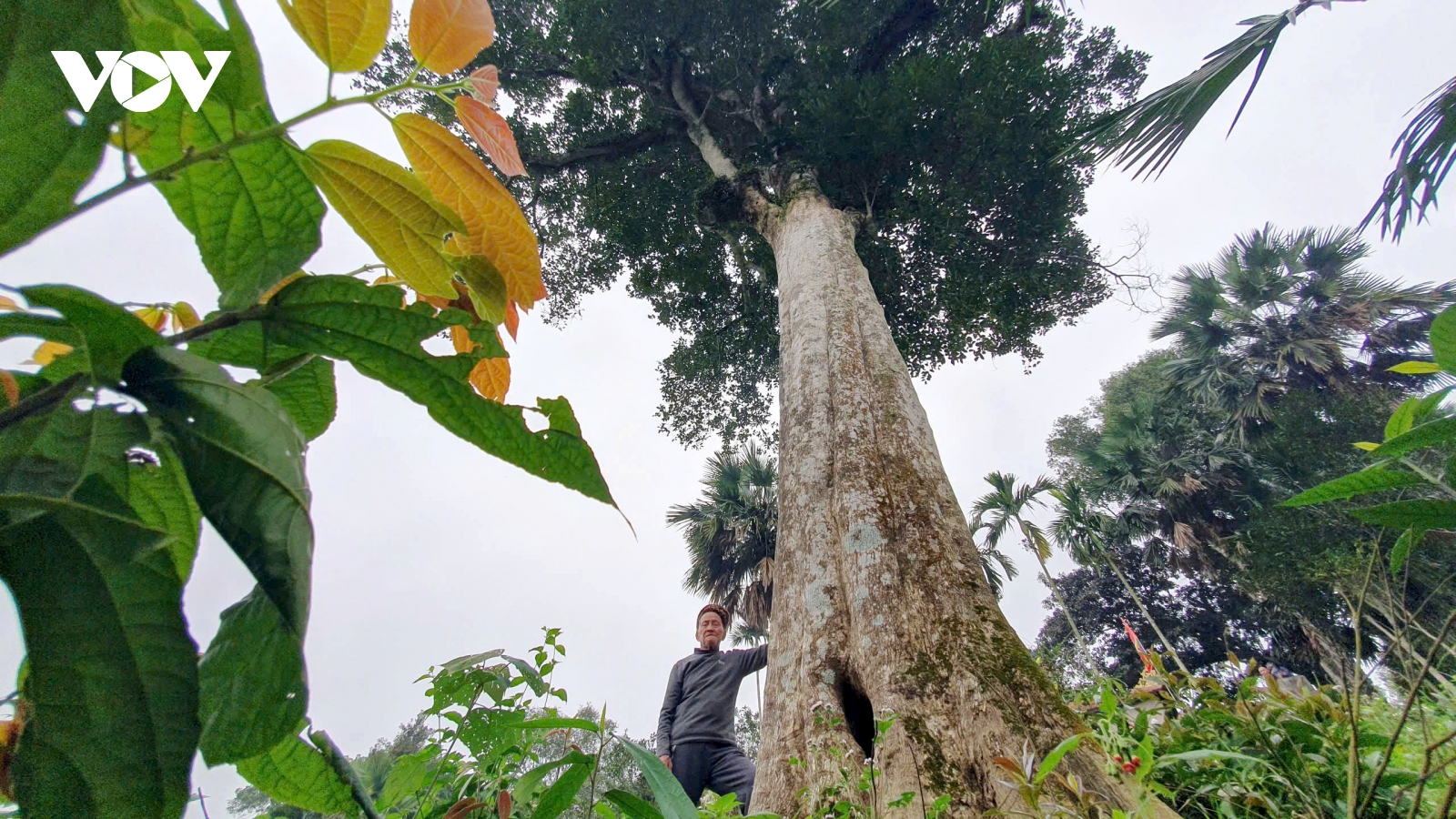 Hai cây trầm hương cổ thụ ở Hà Tĩnh được công nhận Cây Di sản Việt Nam