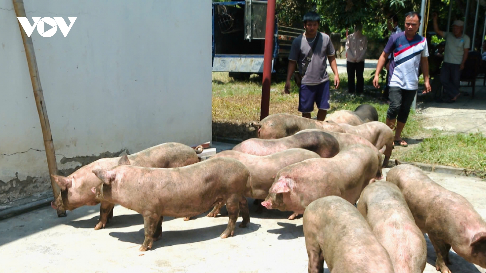 Dịch tả lợn châu Phi lan rộng ở Cao Bằng, tiêu hủy hơn 137.000 con