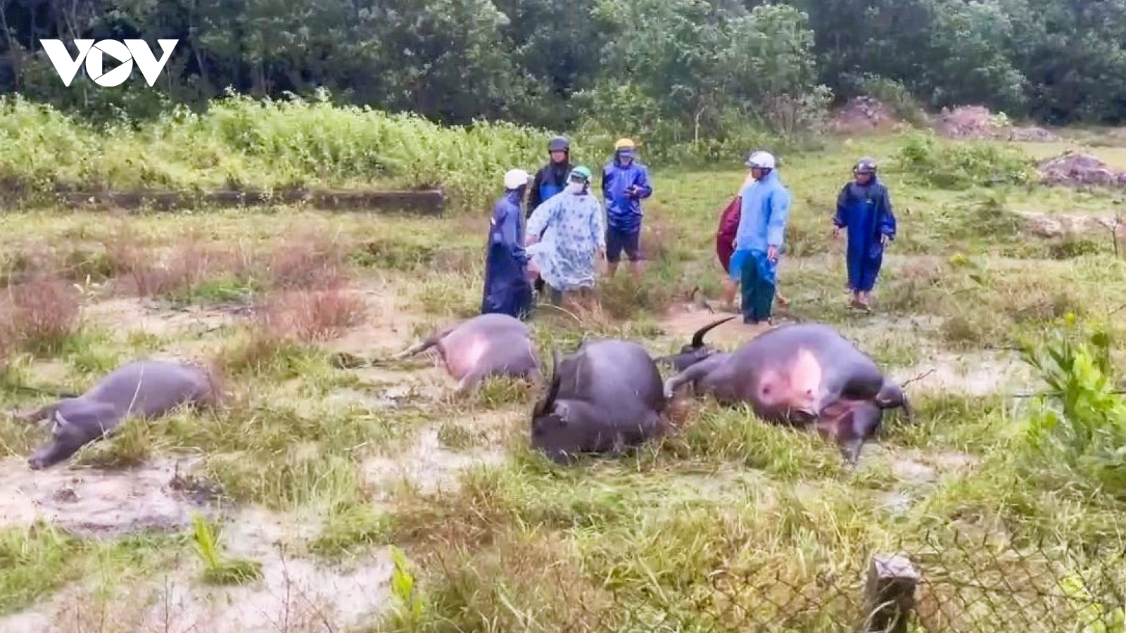 Quảng Trị: Một người tử vong, 4 con trâu chết do bị điện giật