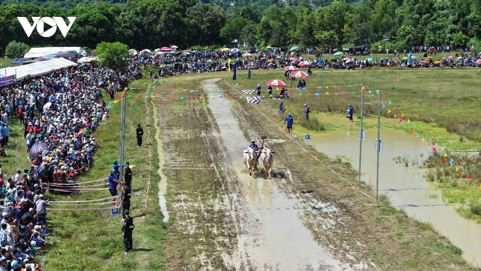 An Giang tưng bừng hội đua bò Bảy Núi