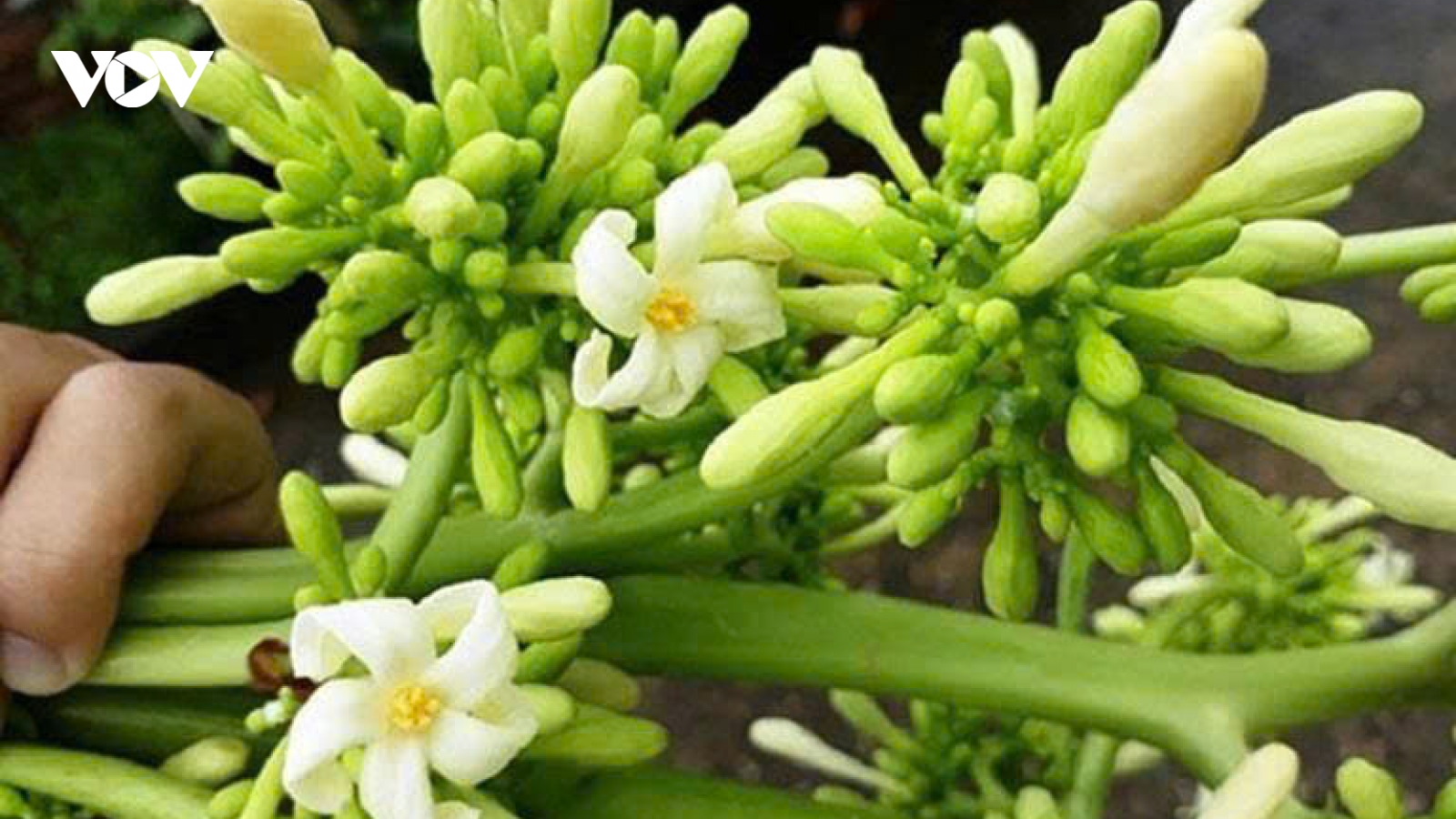 Hoa đu đủ đực - món ăn dân dã, vị thuốc quý ít ai ngờ