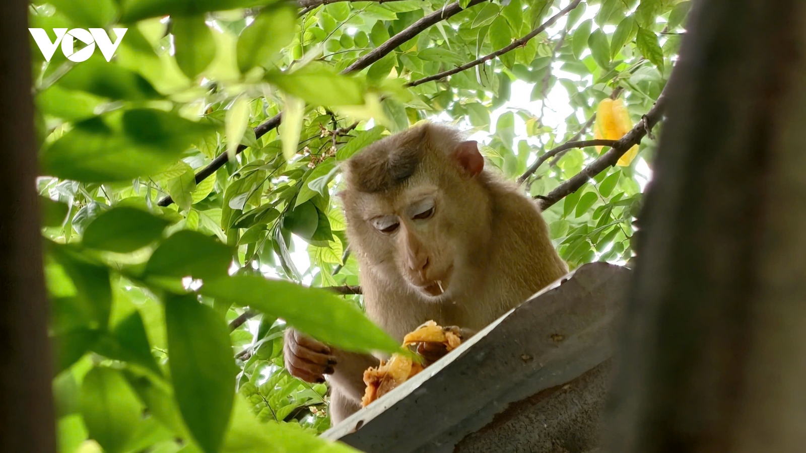 TP.HCM: Bắn thuốc mê, bắt giữ khỉ đuôi lợn cắn 3 người bị thương