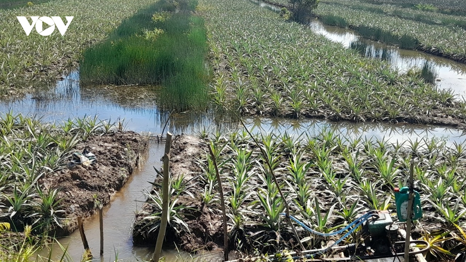 Nhà vườn tỉnh Đồng Tháp chủ động bảo vệ vườn cây đặc sản an toàn trong mùa mưa bão