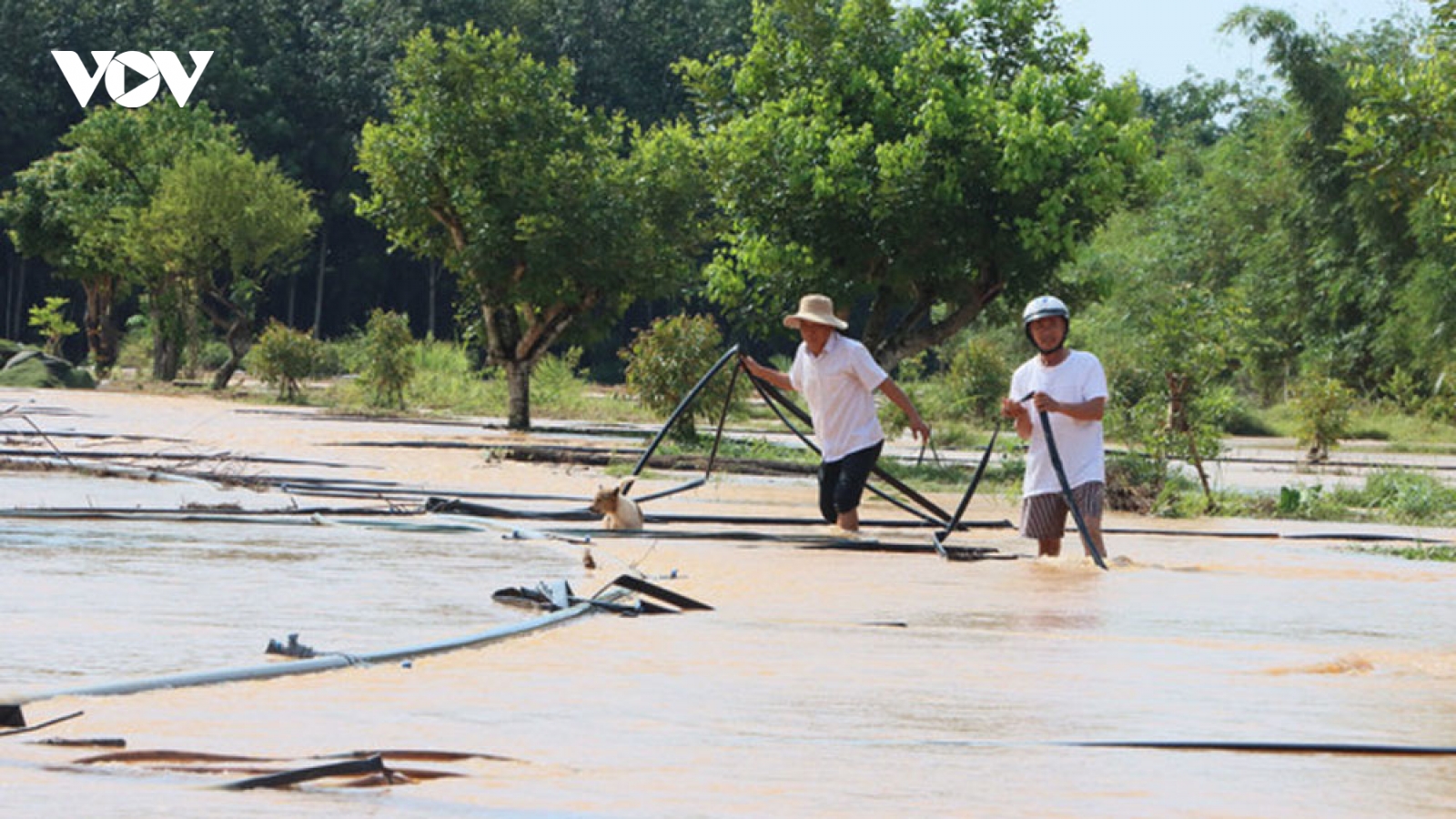 Nhiều nhà dân, vườn cây ở Đồng Nai bị ngập nặng