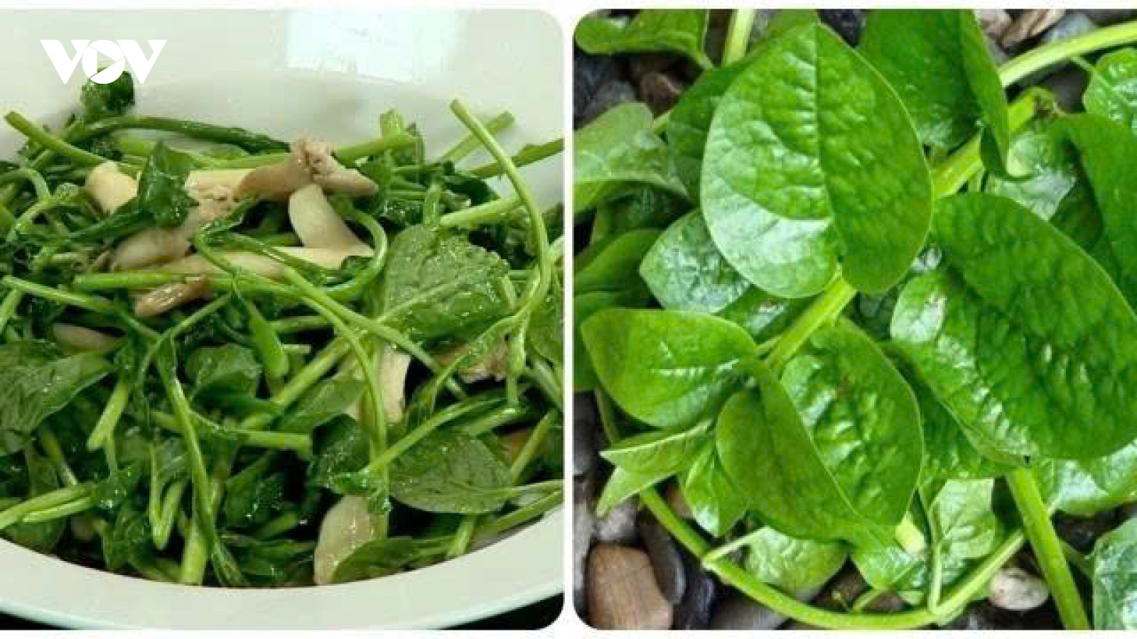 Rau mồng tơi và bài thuốc dân gian chữa táo bón cho trẻ