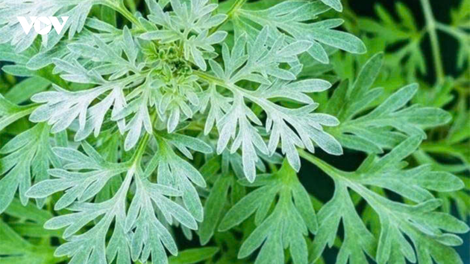 Ngải cứu - từ món ăn dân dã đến bài thuốc chữa bệnh
