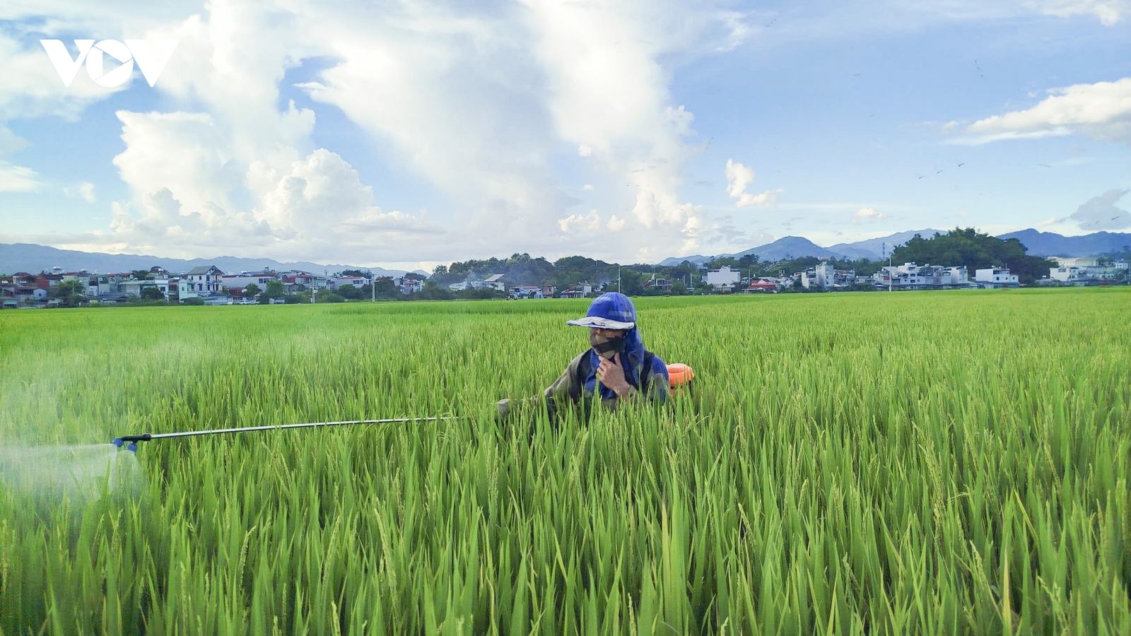 Điện Biên: Sâu bệnh hại lúa mùa tăng cao, nguy cơ ảnh hưởng năng suất