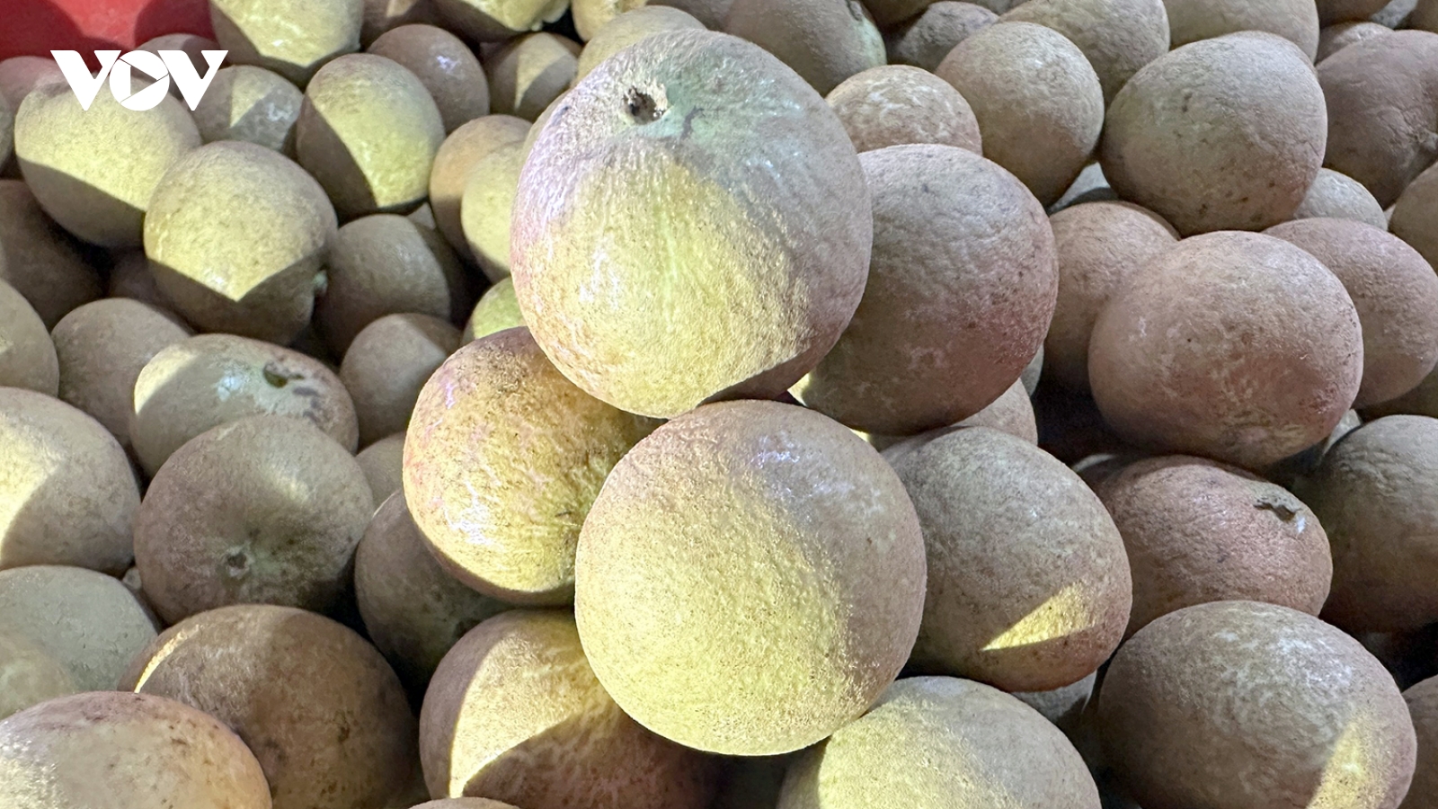 Xây dựng thương hiệu trái cây của Cần Thơ ở các thị trường trọng điểm