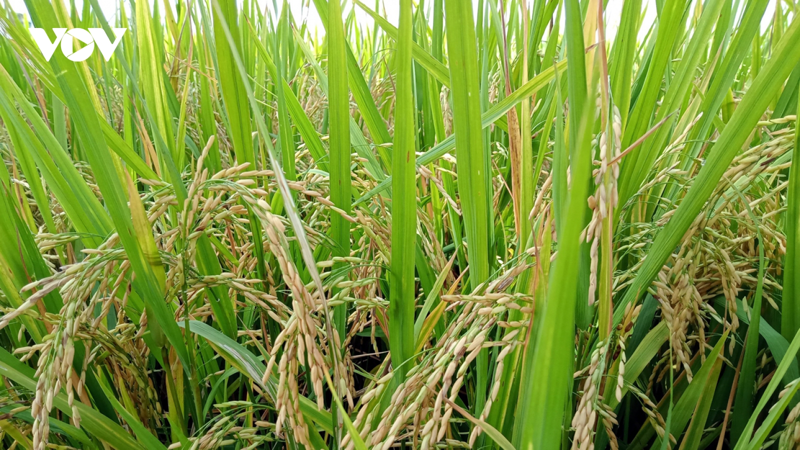 Sản xuất xanh, hướng đi bền vững trong chuỗi giá trị nông sản vùng ĐBSCL