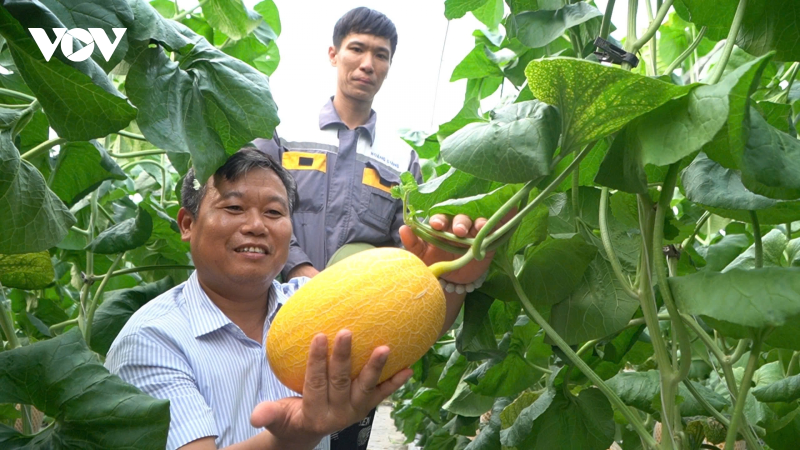Nông nghiệp công nghệ cao – “chìa khoá” để nông thôn Hải Phòng bứt phá hiện đại