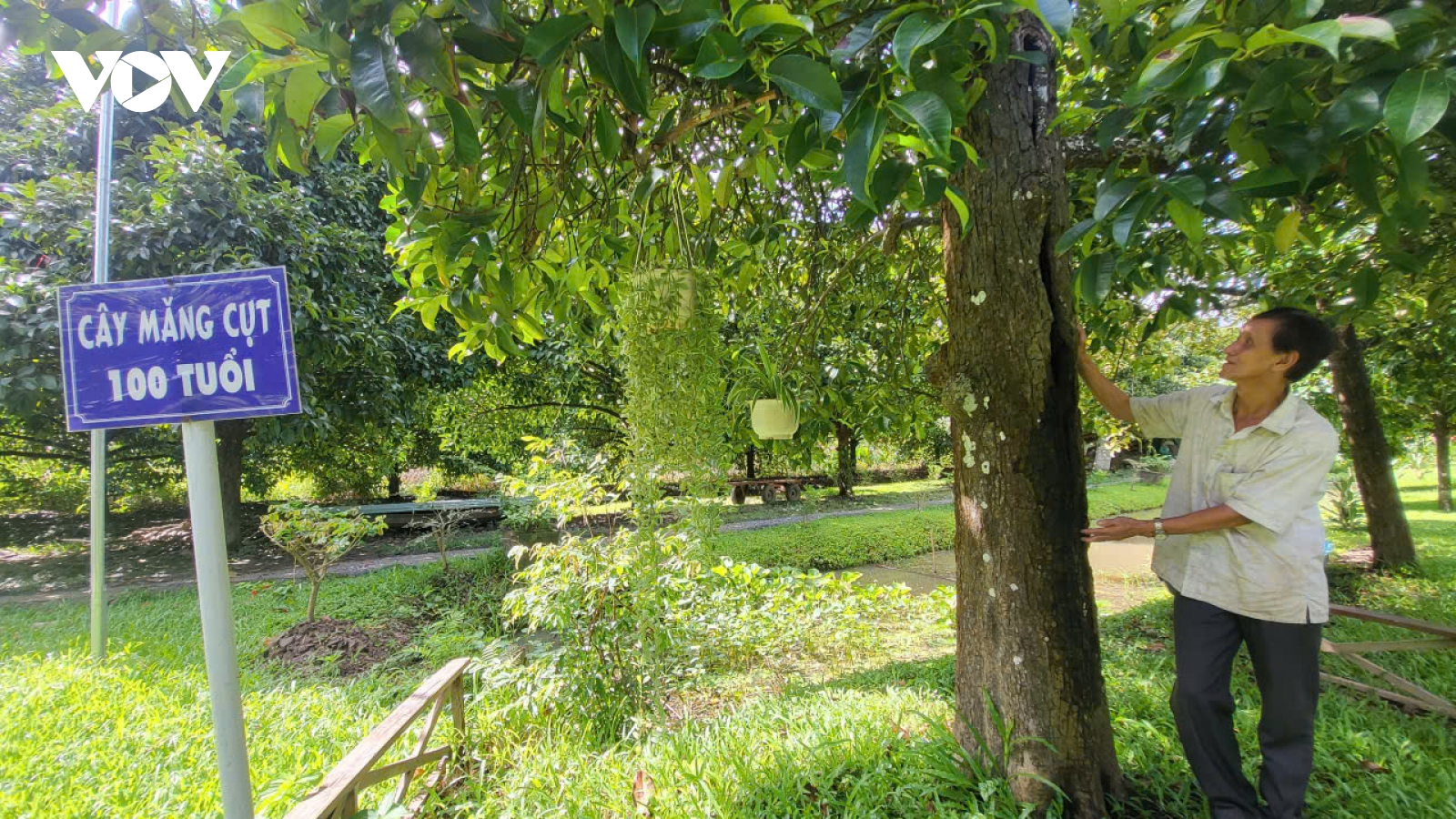 Du khách thích thú thăm cây măng cụt hơn 100 năm tuổi ở Cần Thơ