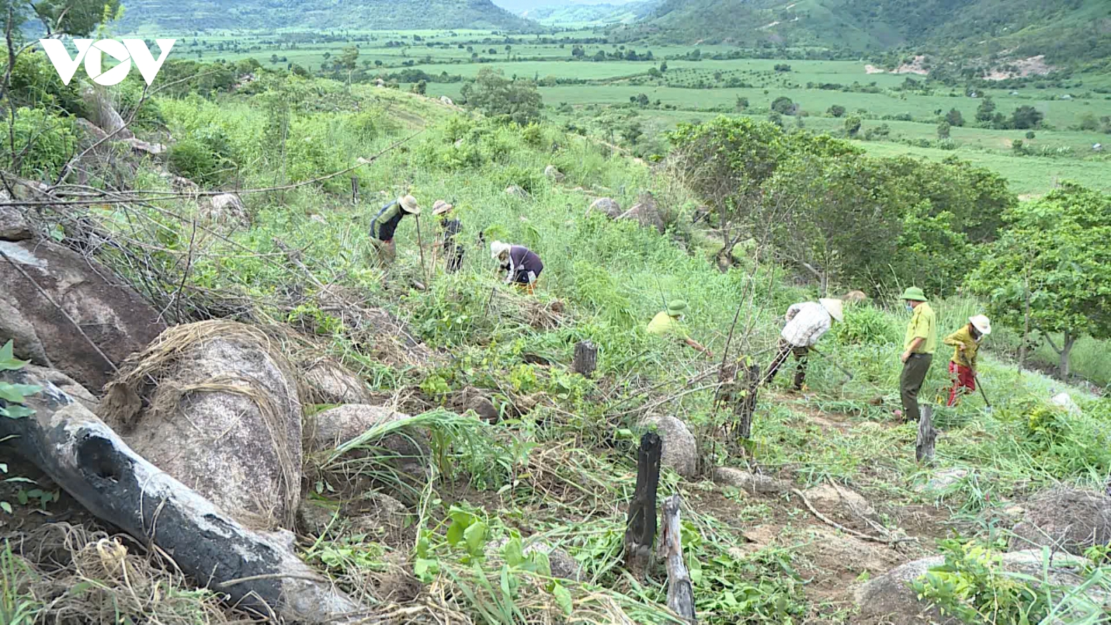 Phát triển rừng trồng gỗ lớn đáp ứng yêu cầu EUDR cần sự chung tay của “bốn nhà”