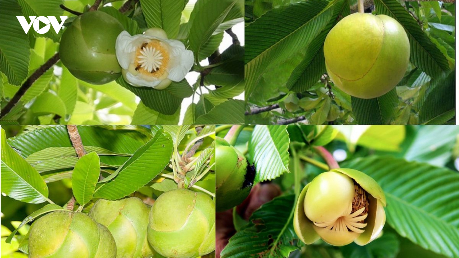 Loại quả rừng rụng đầy gốc, người dân chỉ việc nhặt đem bán kiếm tiền