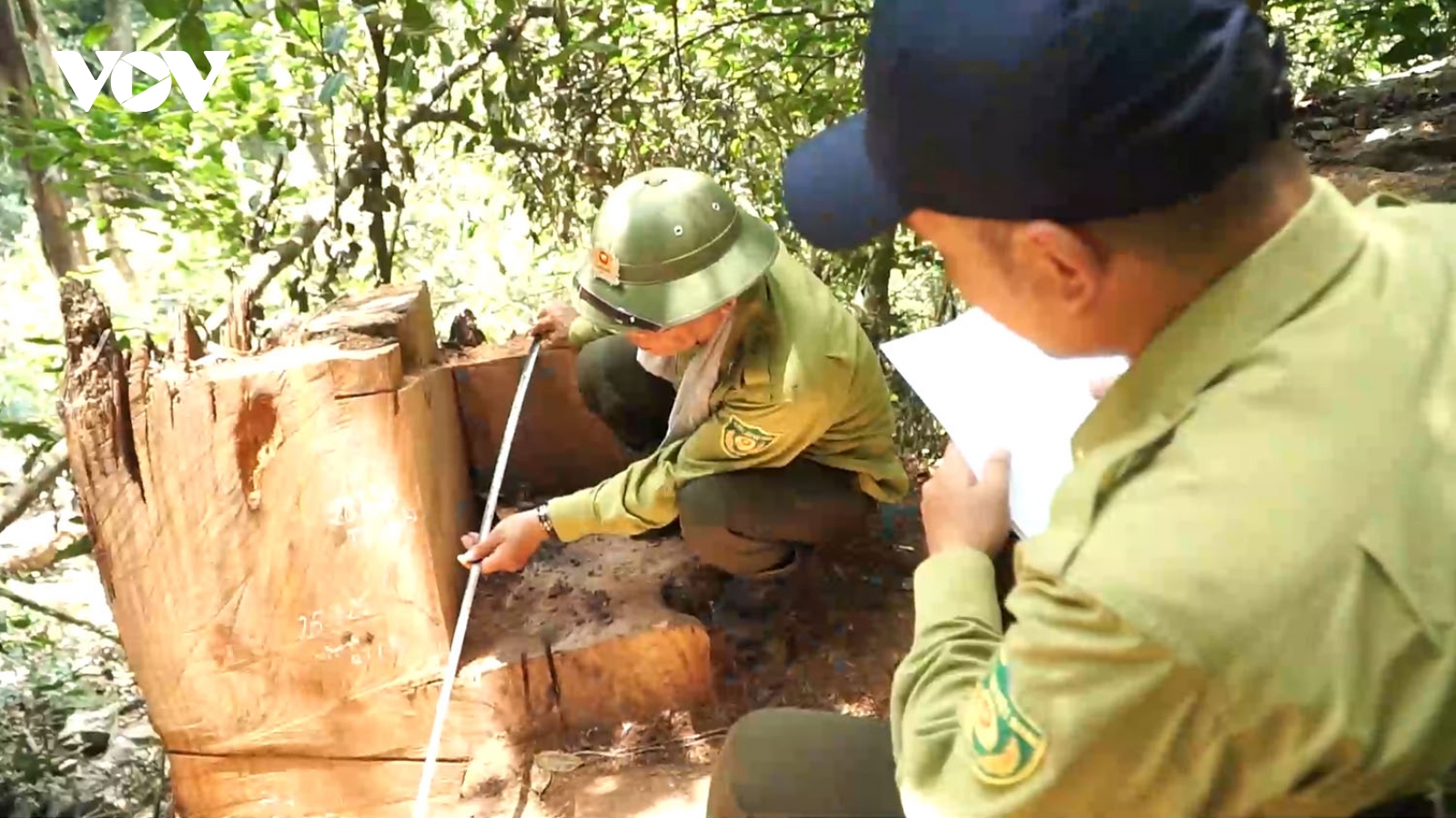 Siết chặt bảo vệ rừng sau vụ hàng chục cây nghiến tại VQG Ba Bể bị chặt hạ