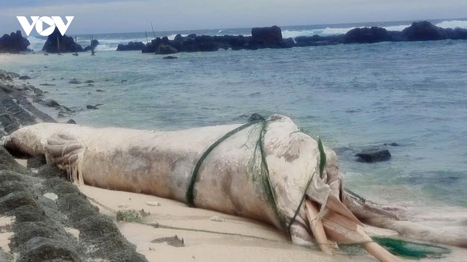 Xác cá voi dài 15m trôi dạt vào bờ biển Lý Sơn, tỉnh Quảng Ngãi