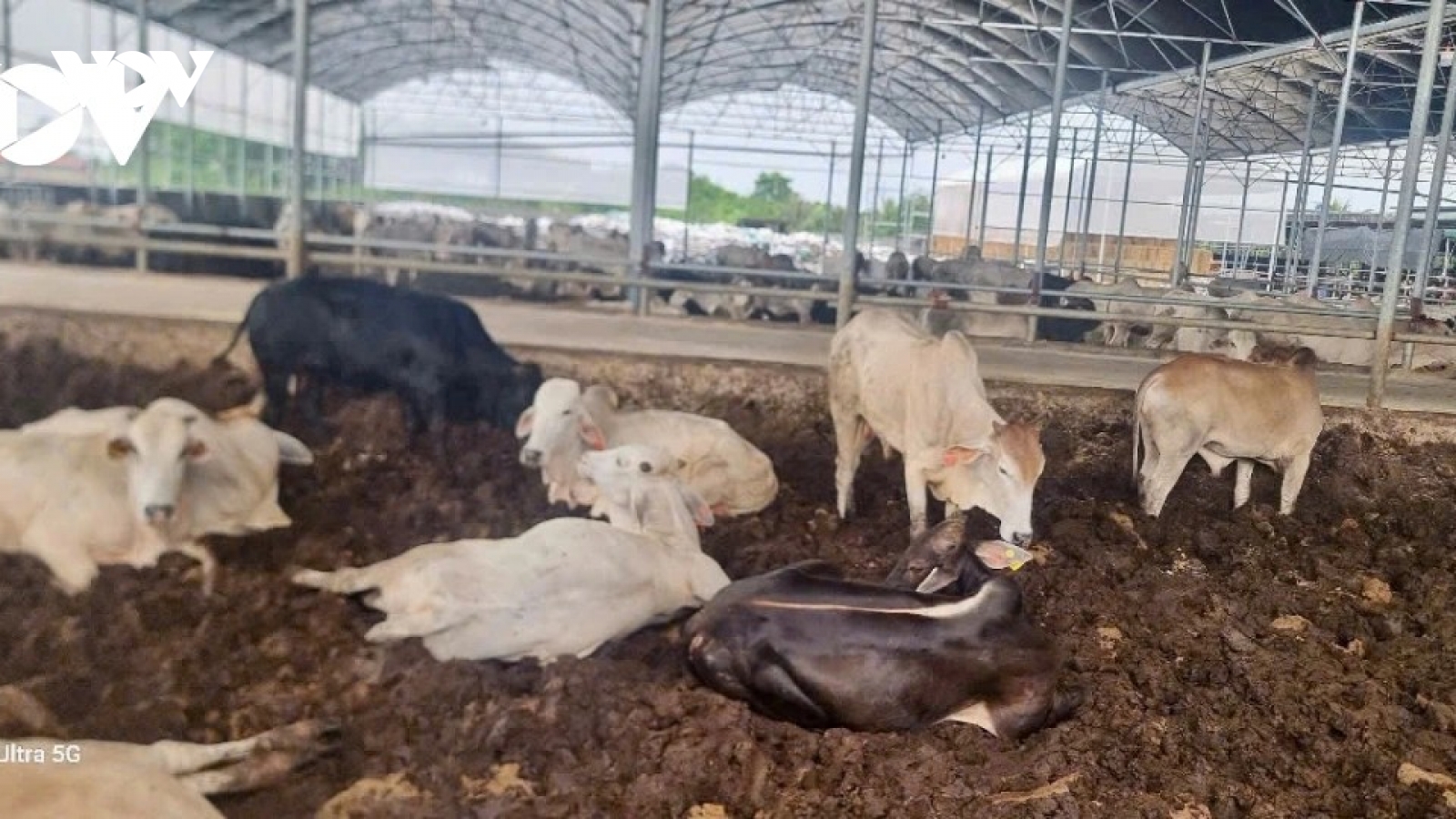 Vụ trang trại bò nằm sát khu dân cư ở Thanh Hóa: Phản ánh của báo là có cơ sở
