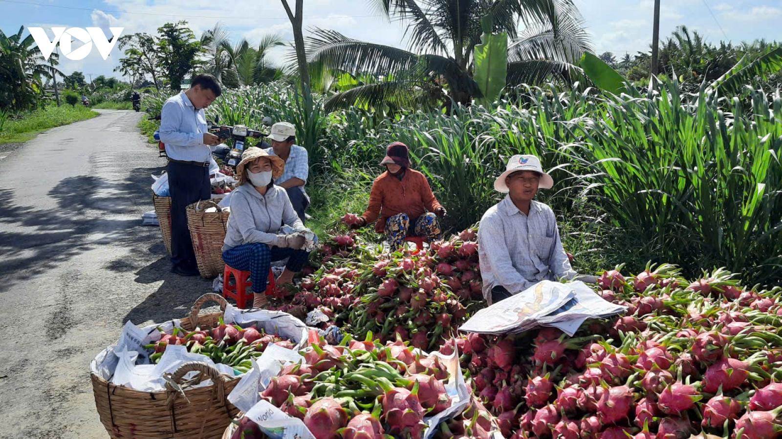 Nông dân Đồng Tháp trồng thanh long ruột trắng có lãi, ruột đỏ chỉ huề vốn