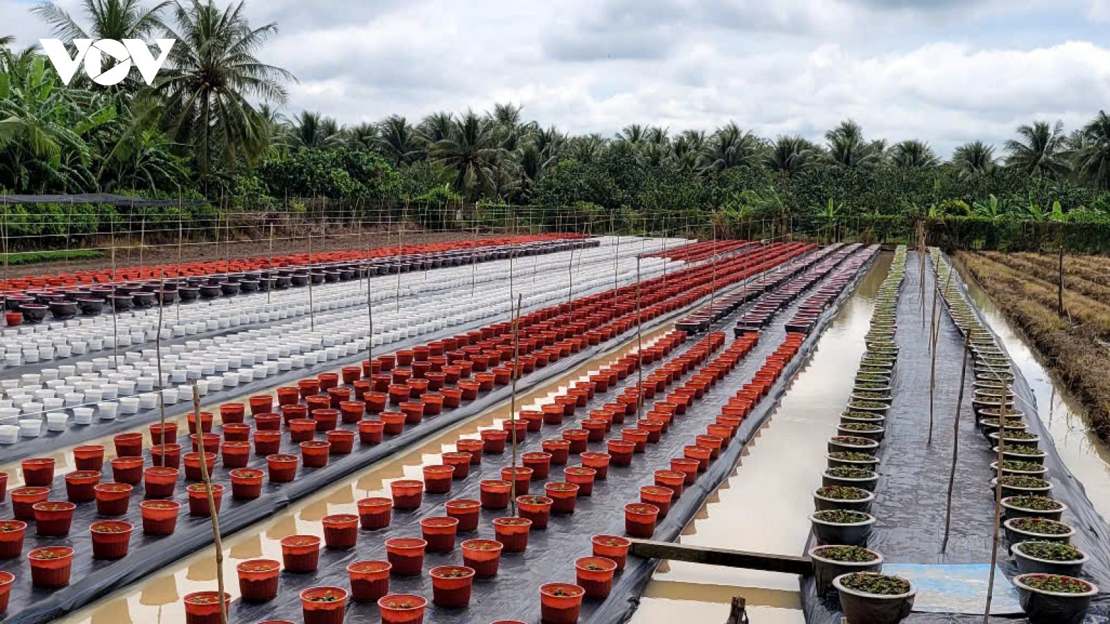 Làng hoa Mỹ Phong trồng gần 750.000 sản phẩm hoa, kiểng phục vụ thị trường Tết