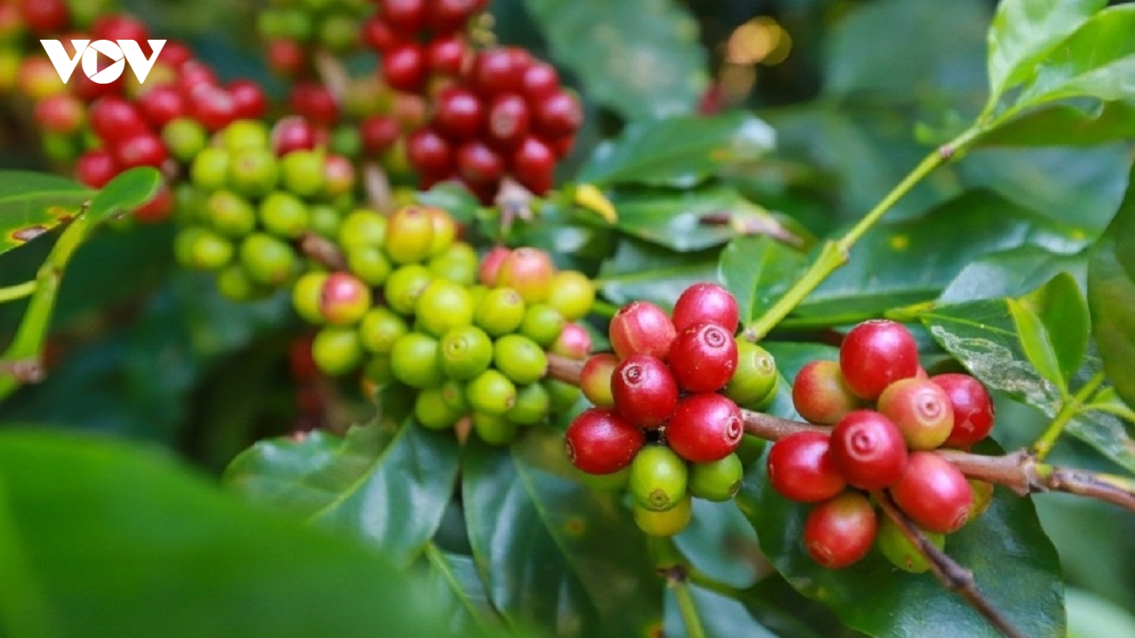 Giá cà phê hôm nay 26/10: Giá cà phê thu mua cao nhất 116.500 đồng/kg