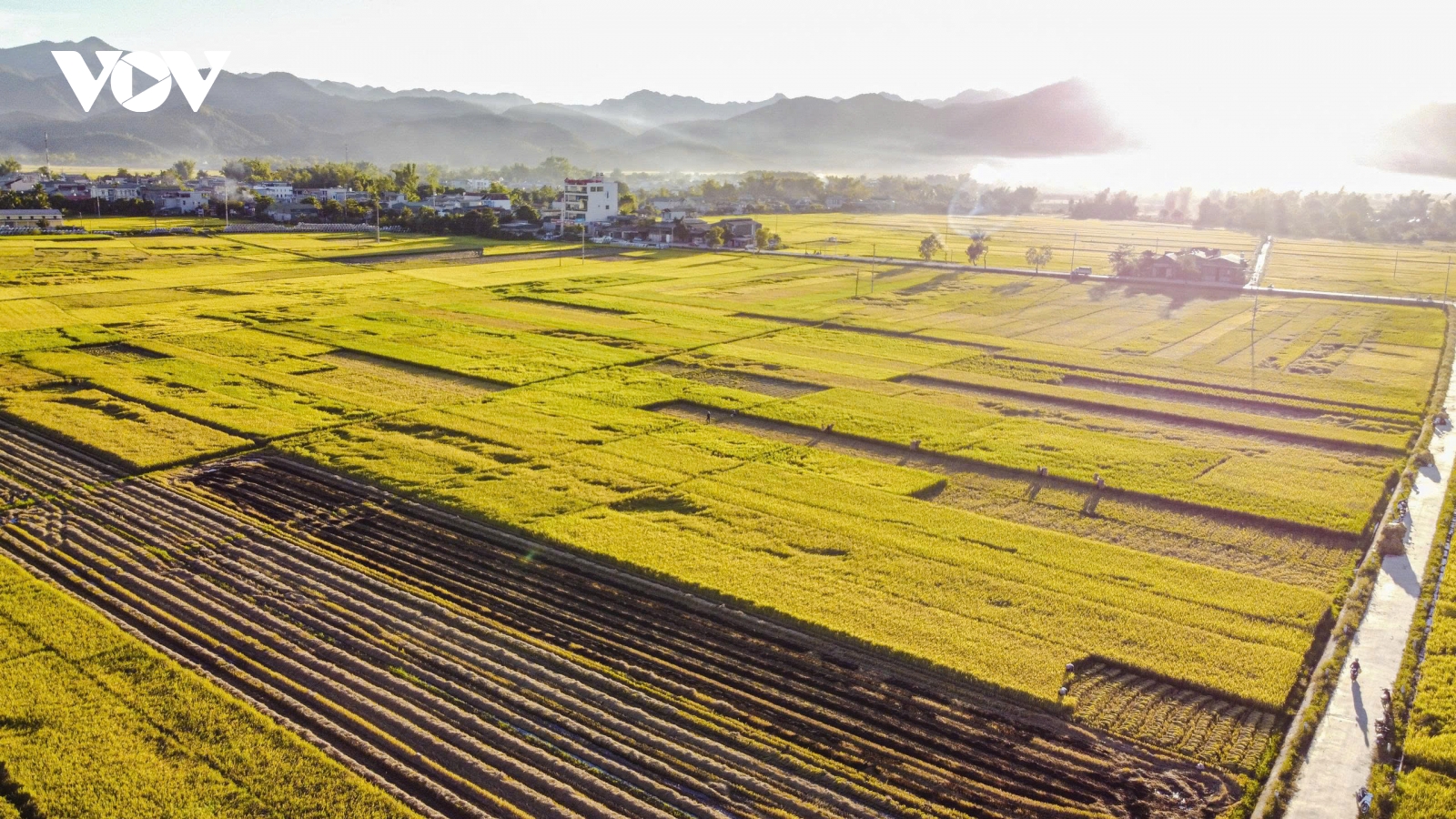 Mùa vàng trên cánh đồng Mường Thanh, Điện Biên