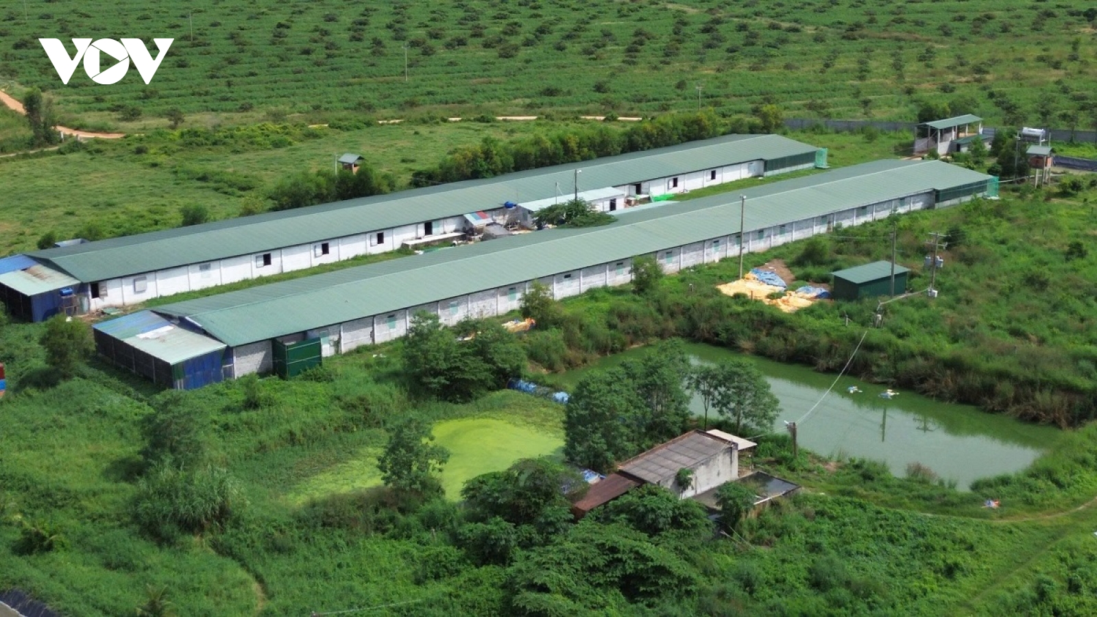 Người dân bức xúc vì mùi hôi thối từ trang trại nuôi vịt ở Lâm Đồng