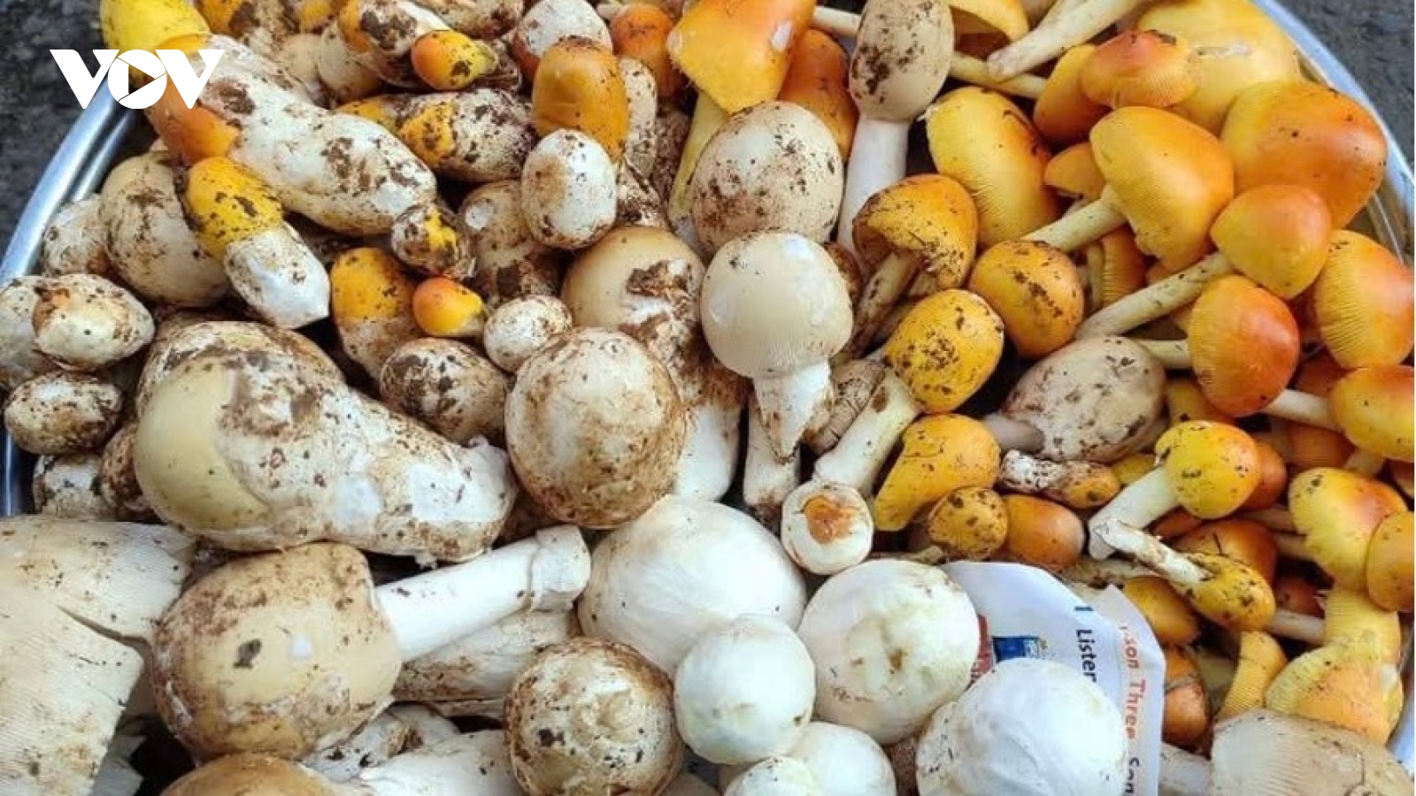 Từ món ăn "cứu đói" thành đặc sản đắt đỏ