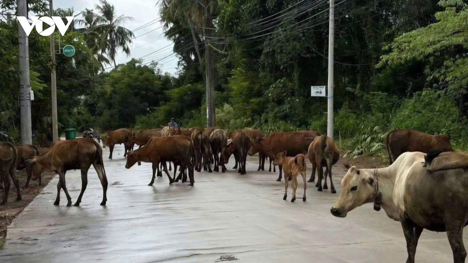 Phú Quốc nghiêm cấm chăn thả rông gia súc tại các khu vực công cộng