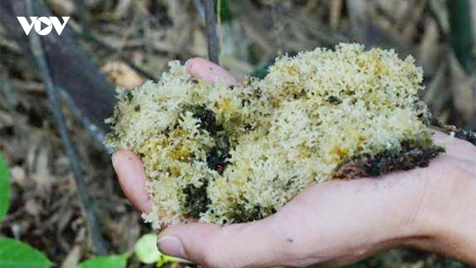 Loại nấm lạ bám trên cây tre được ví như "tổ yến", giá gần 700.000 đồng/kg