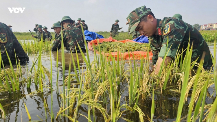 Lúa ngập trong nước, bộ đội xuống đồng cứu mùa vàng sau lũ