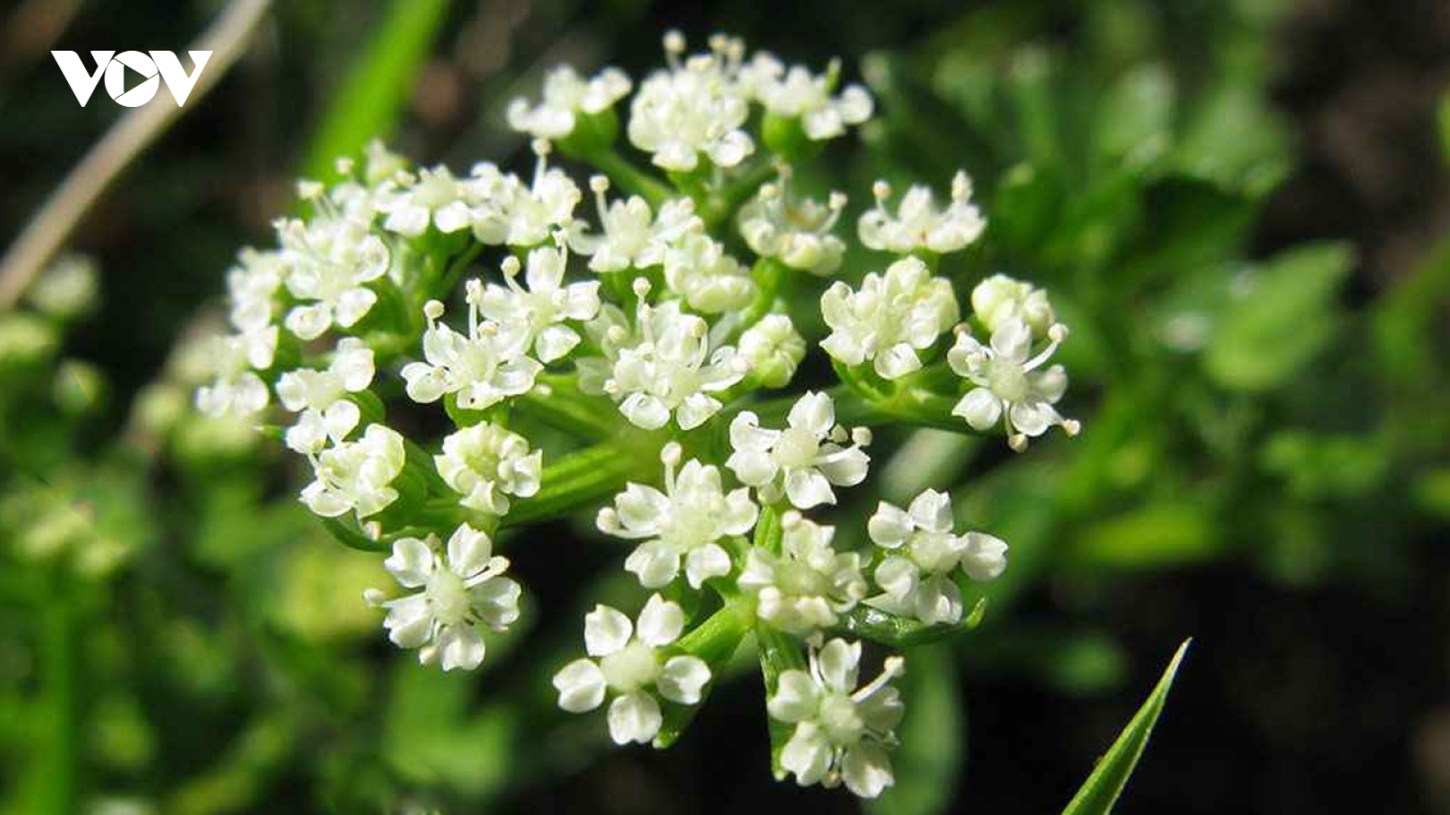 Cây dại cho lợn ăn, là vị thuốc quý, giờ bán đắt đỏ giúp nông dân đổi đời